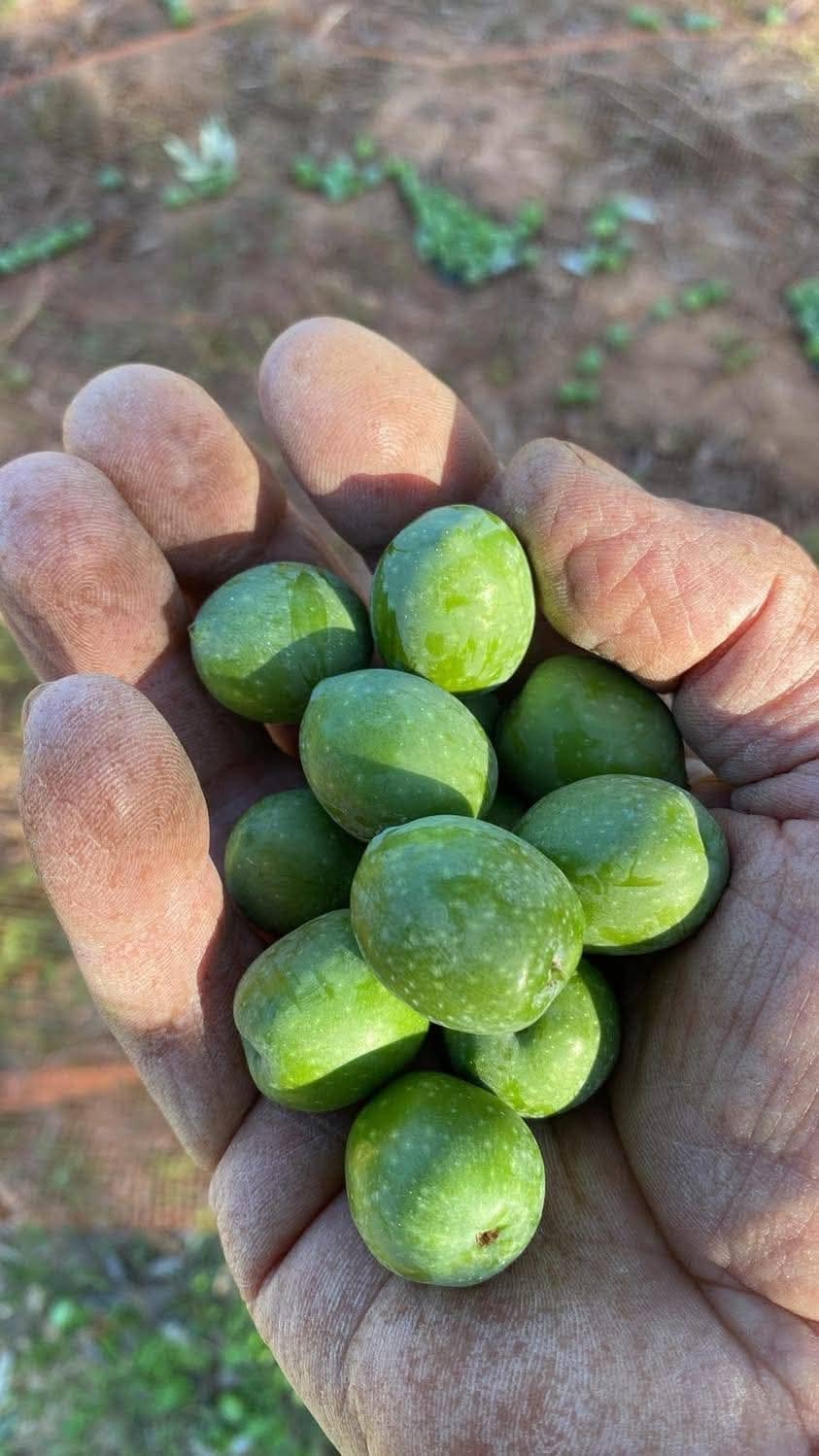 اللحوم الطازجة