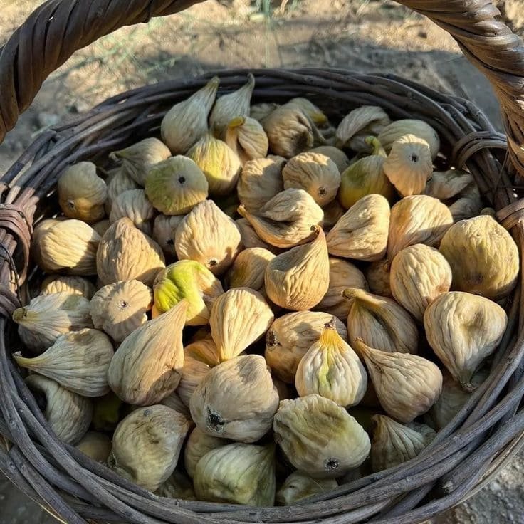 هاي كالوري لعلاج النحافة